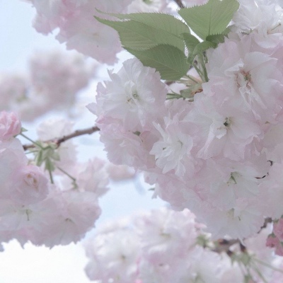 Furry插画风格灵感FurryQQ群